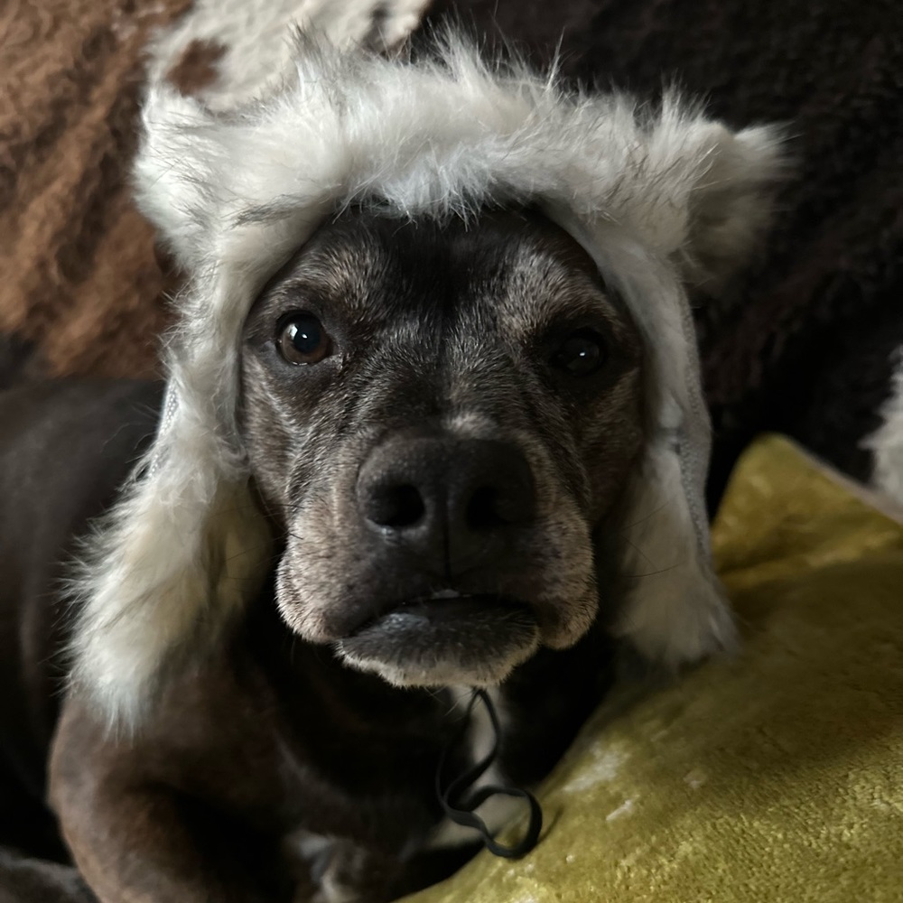 Meet your Posher, Halle